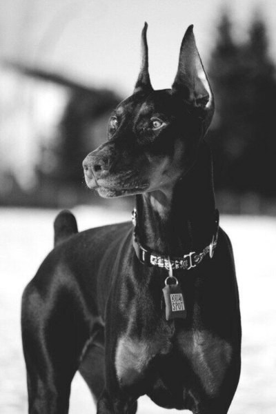 Доберман черный