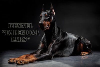 Доберман собака