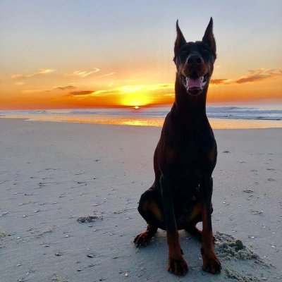 Старотипный Доберман