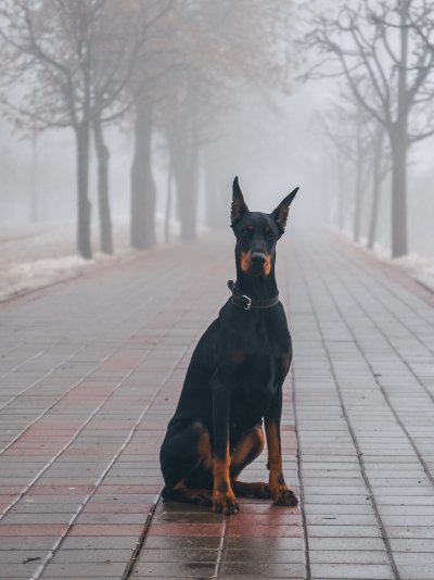Доберман-пинчер Эстетика