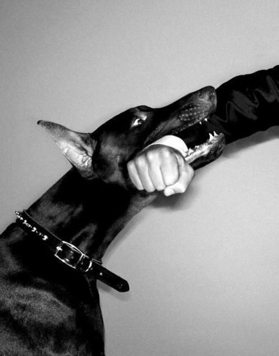 Доберман собака