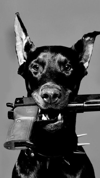 Собака с пистолетом