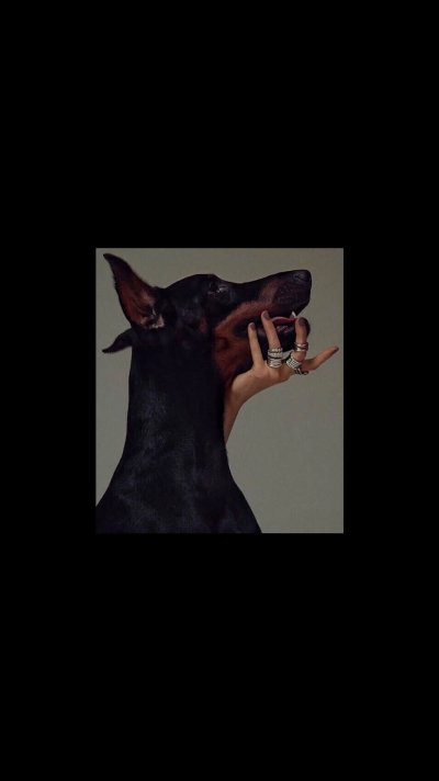 Доберман обои на телефон