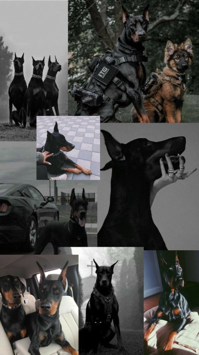 Доберман Эстетика