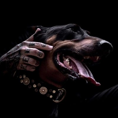 Доберман черный злой