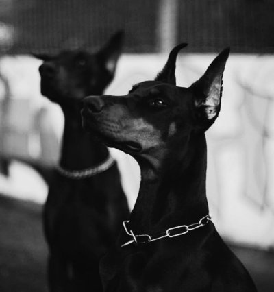 Доберман некупированный