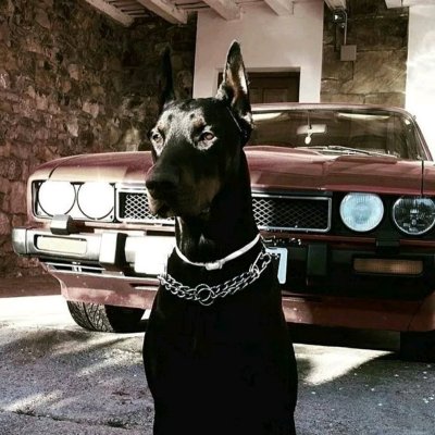 Доберман х5 BMW