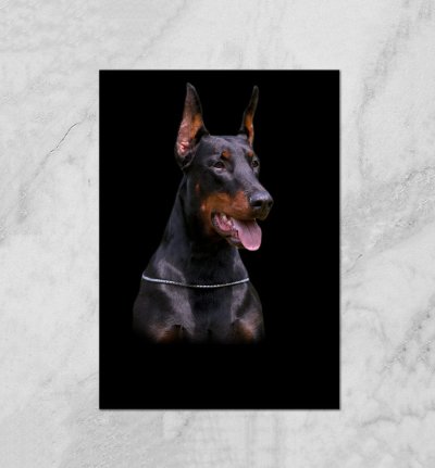 Доберман окрасы