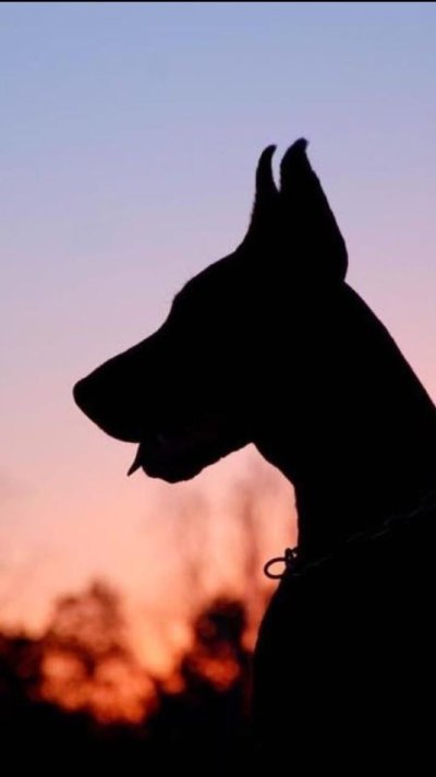 Доберман чёрный Эстетика