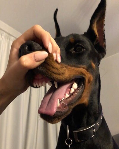 Доберман-пинчер Эстетика