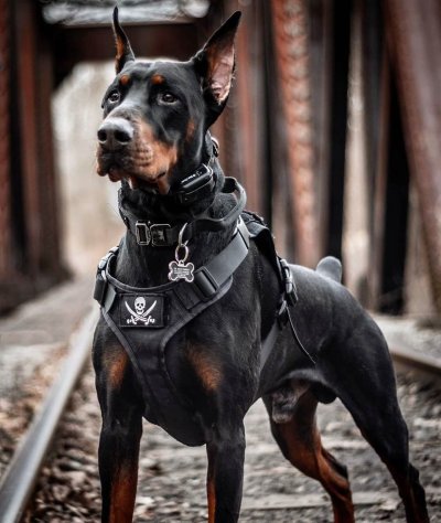 Бойцовый Доберман