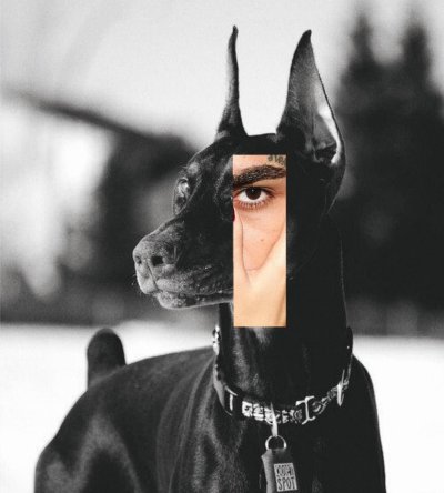 Доберман Баленсиага