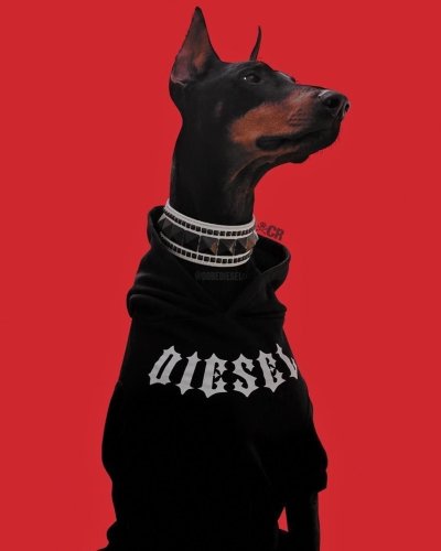 Доберманы Эстетика Баленсиага