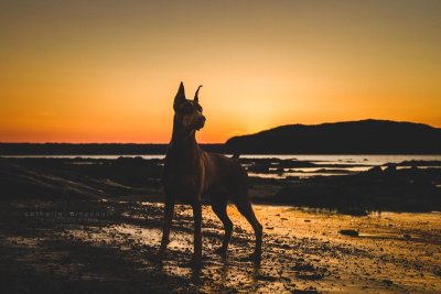 Собака на фоне заката