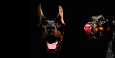 Доберман-пинчер оскал