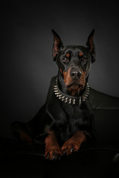 Королевский Доберман