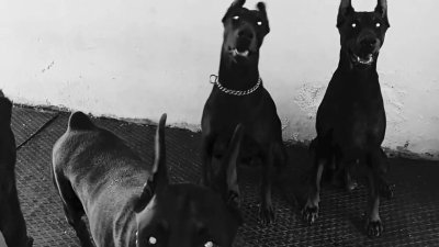 Доберман 1920