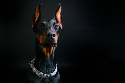 Доберман собака