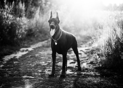 Австралийский Доберман