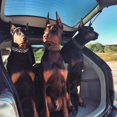 Доберман и БМВ