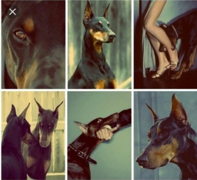 Доберман Эстетика коллаж