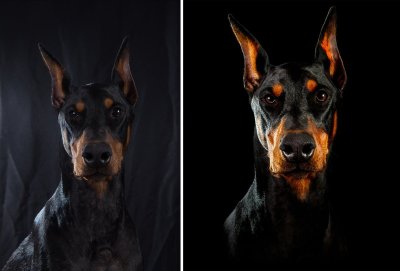 Голубой Доберман Эстетика