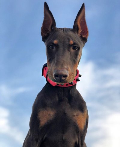 Доберман-пинчер Эстетика