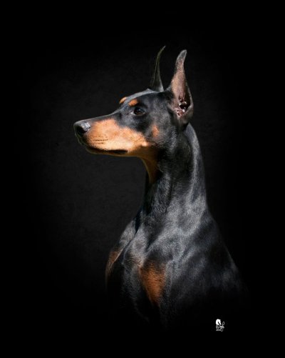 Доберман черный