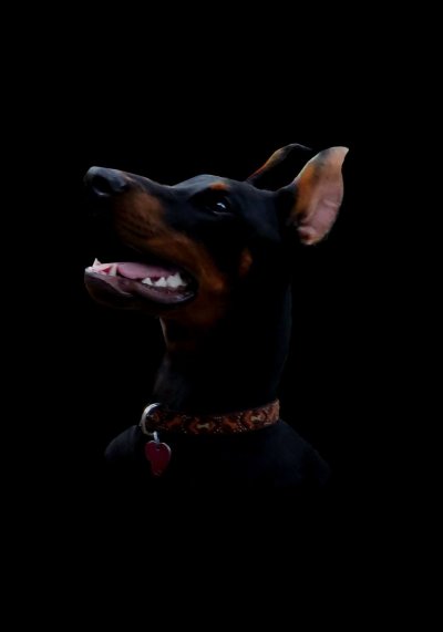 Доберман собака