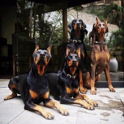 Европейский Доберман