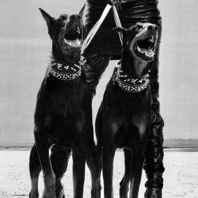 Доберман-пинчер Эстетика