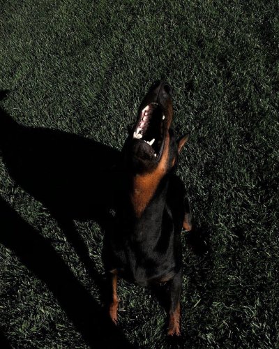 Доберман собака