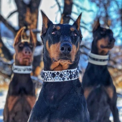 Доберман-пинчер Эстетика