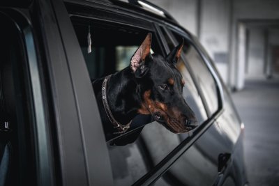 Доберман собака