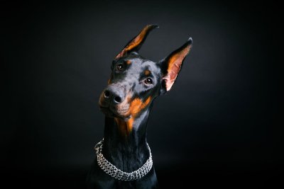 Доберман Эстетика