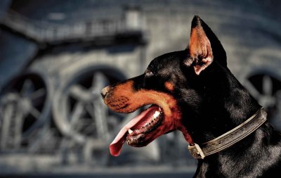 Собака Доберман злой