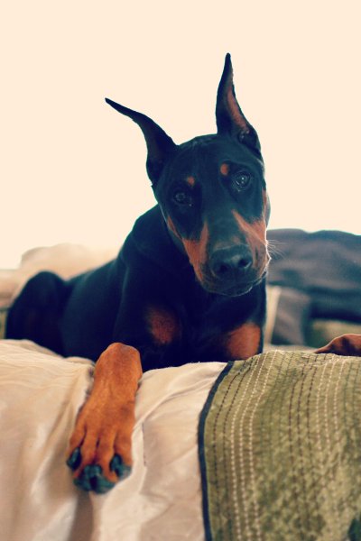 Доберман щенок