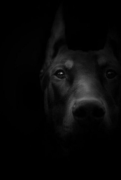 Чёрный чёрный Доберман