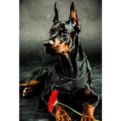 Кокер Доберман