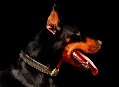 Доберман пинчер злой