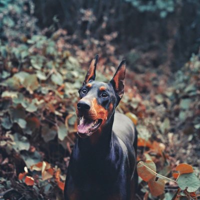 Пятнистый Доберман