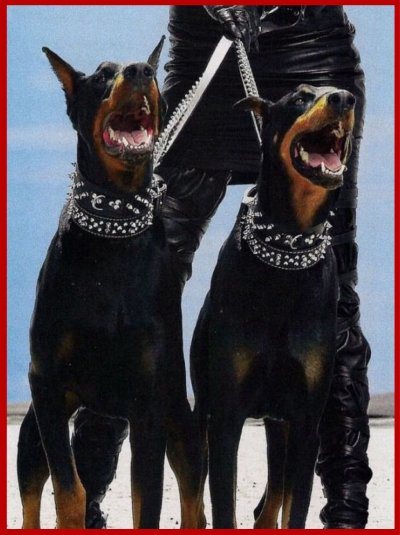 Собака Доберман злой