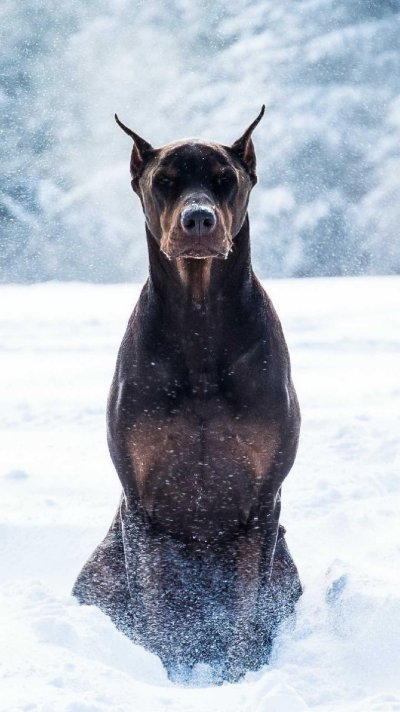 Чепрачный Доберман