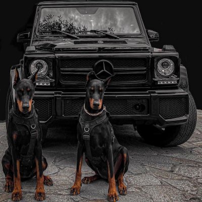 Доберман и Мерседес