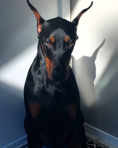 Доберман Владека Рошины