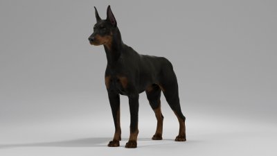 Доберман-пинчер шоколадный