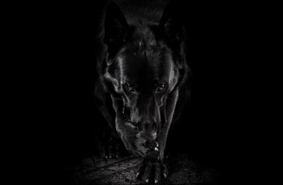 Черный волк