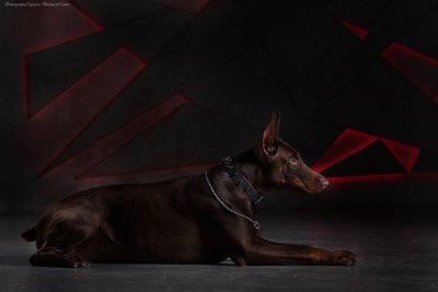 Доберман обои