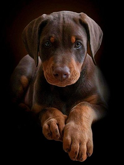 Веймаранер и Доберман