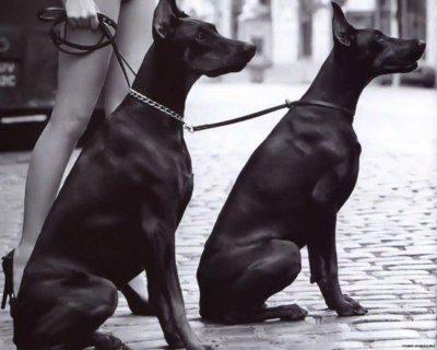 Доберман чёрный Эстетика